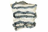 Mammoth Molar Slice With Case - South Carolina #335363-1